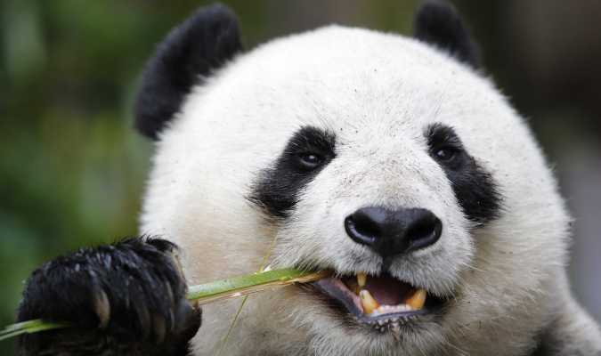 Девальвация юаня: медвежьи игры панды