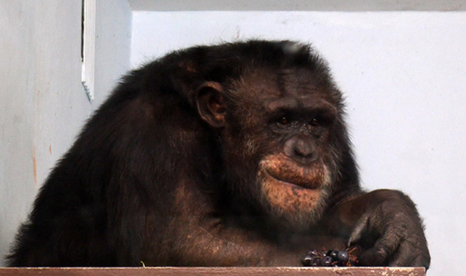 Обезьяна-финансист. Шимпанзе Джонни рекомендует вкладываться в нефть и золото
